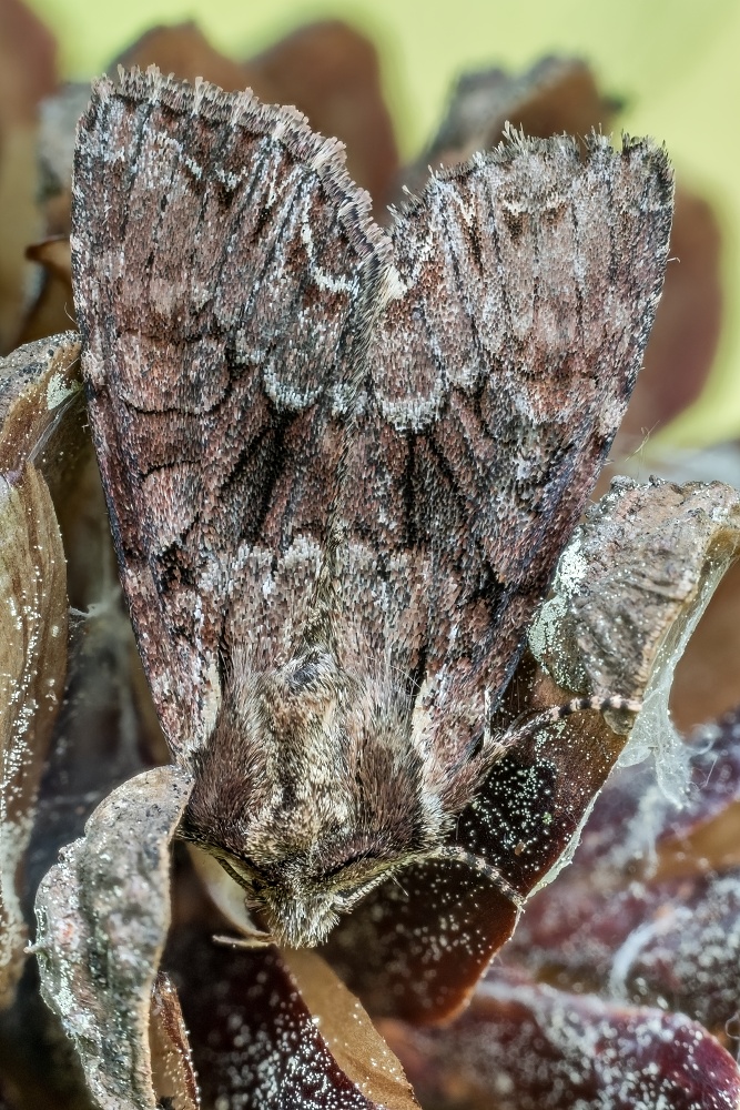 Pietnowka kapustnica (Mamestra brassicae) (6)